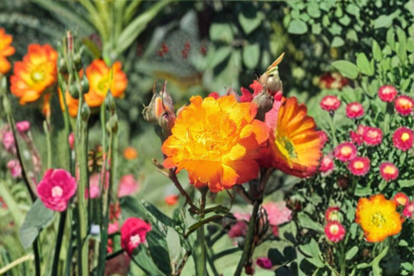 Piñata Climbing Rose Live Starter Plant – Rosa Own Root