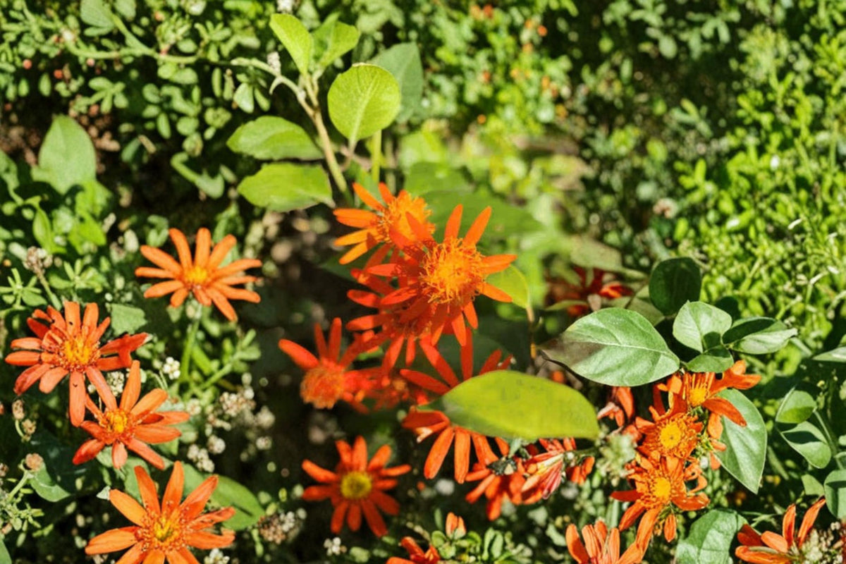 Mexican Flame Vine Cuttings | Pseudogynoxys chenopodioides | 10 Fresh Unrooted 5-7 Inch Cuttings | Orange Flowering Vine | Plant Propagation