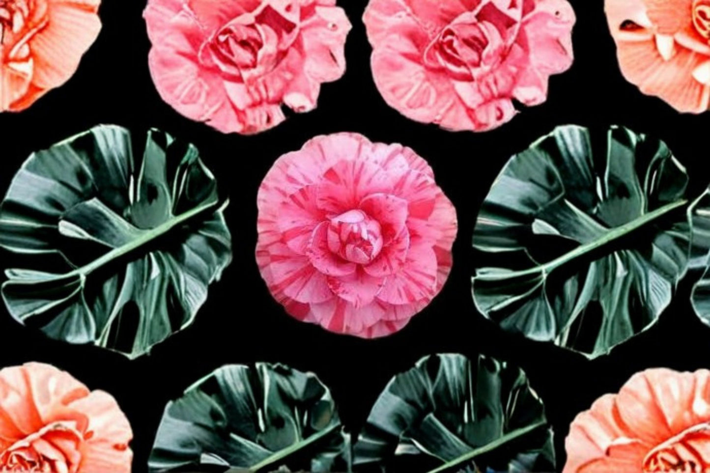 Lady Laura Camellia Live Starter Plant – Bicolor Blooms – Camellia japonica