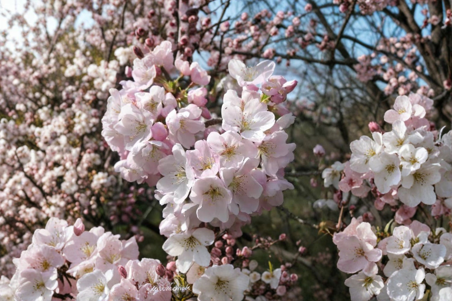 Akebono Flowering Cherry Live Plant – 6–12" Tall – 2.5" Pot – Prunus × yedoensis 'Akebono'