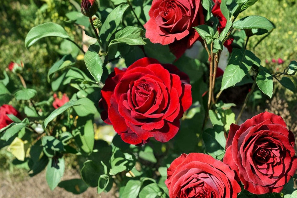 Don Juan Climbing Rose Cuttings | 3 Fresh Unrooted Rose Cuttings | 5-8 Inch Live Rose Plant Cuttings | Climbing Rose Propagation