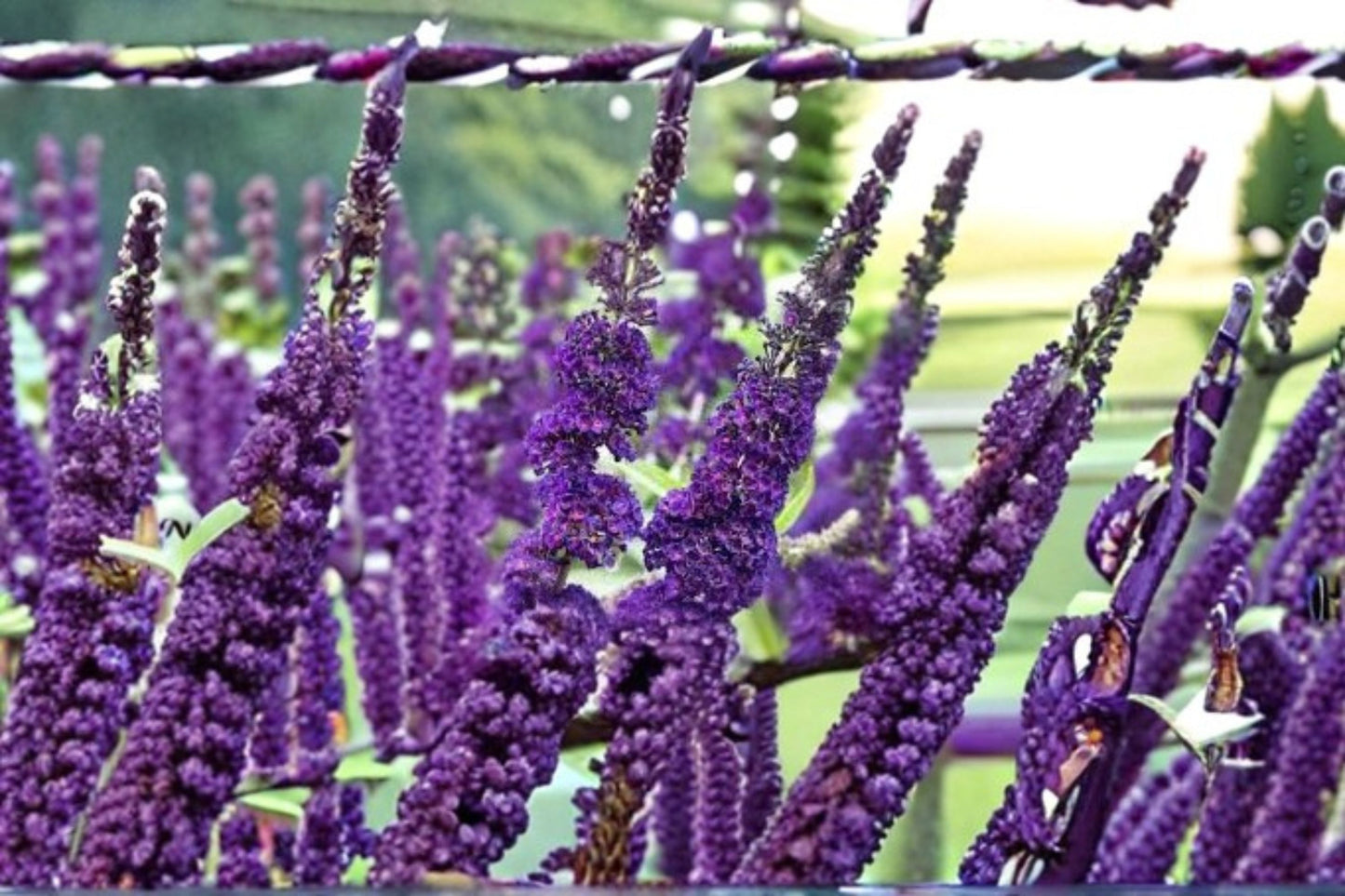 Purple Butterfly Bush 7 Cuttings – Buddleja davidii