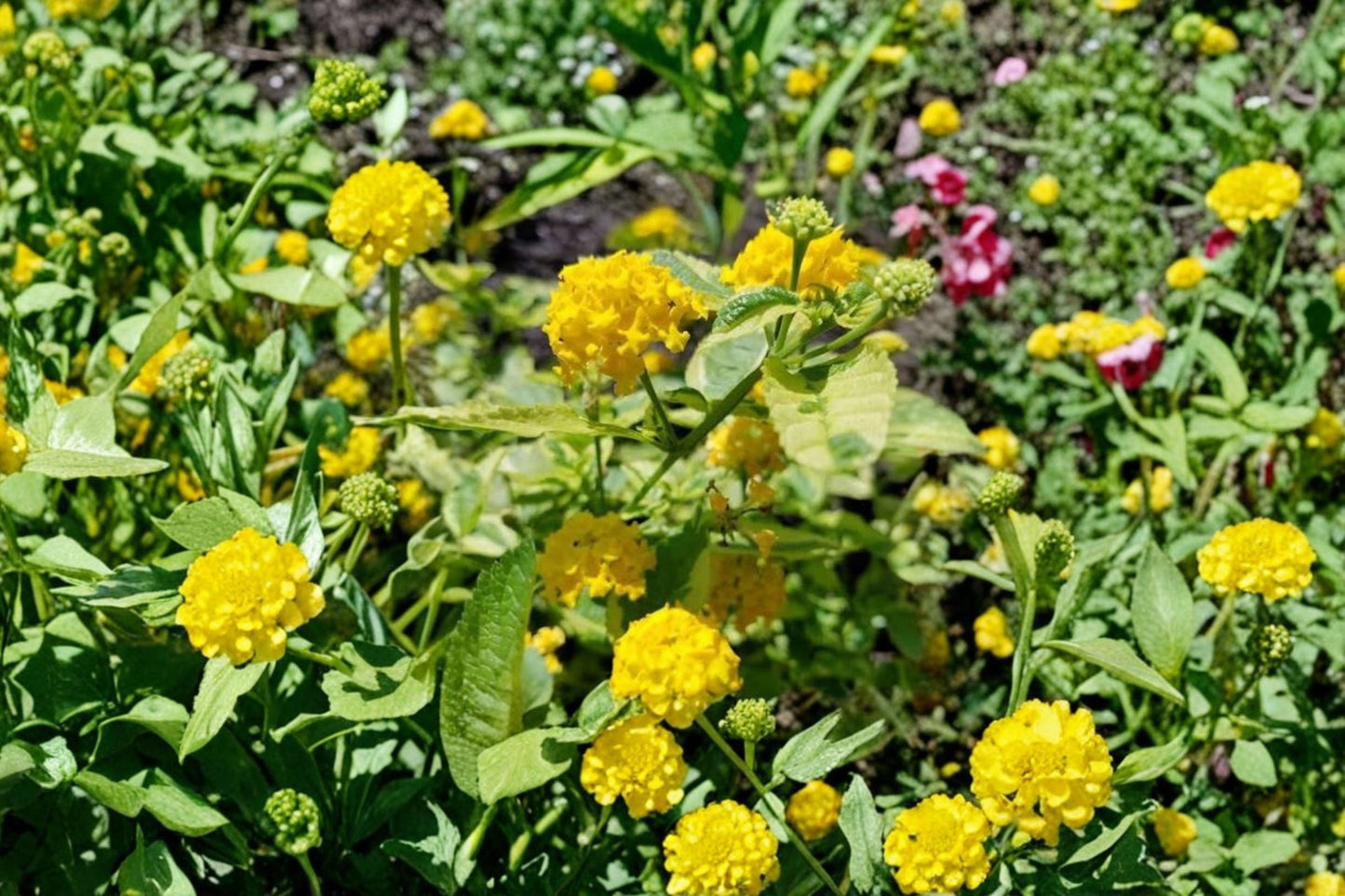 Samantha Lantana Live Plants (2 Pack) – 4–6" Tall – Bare Root – Lantana camara