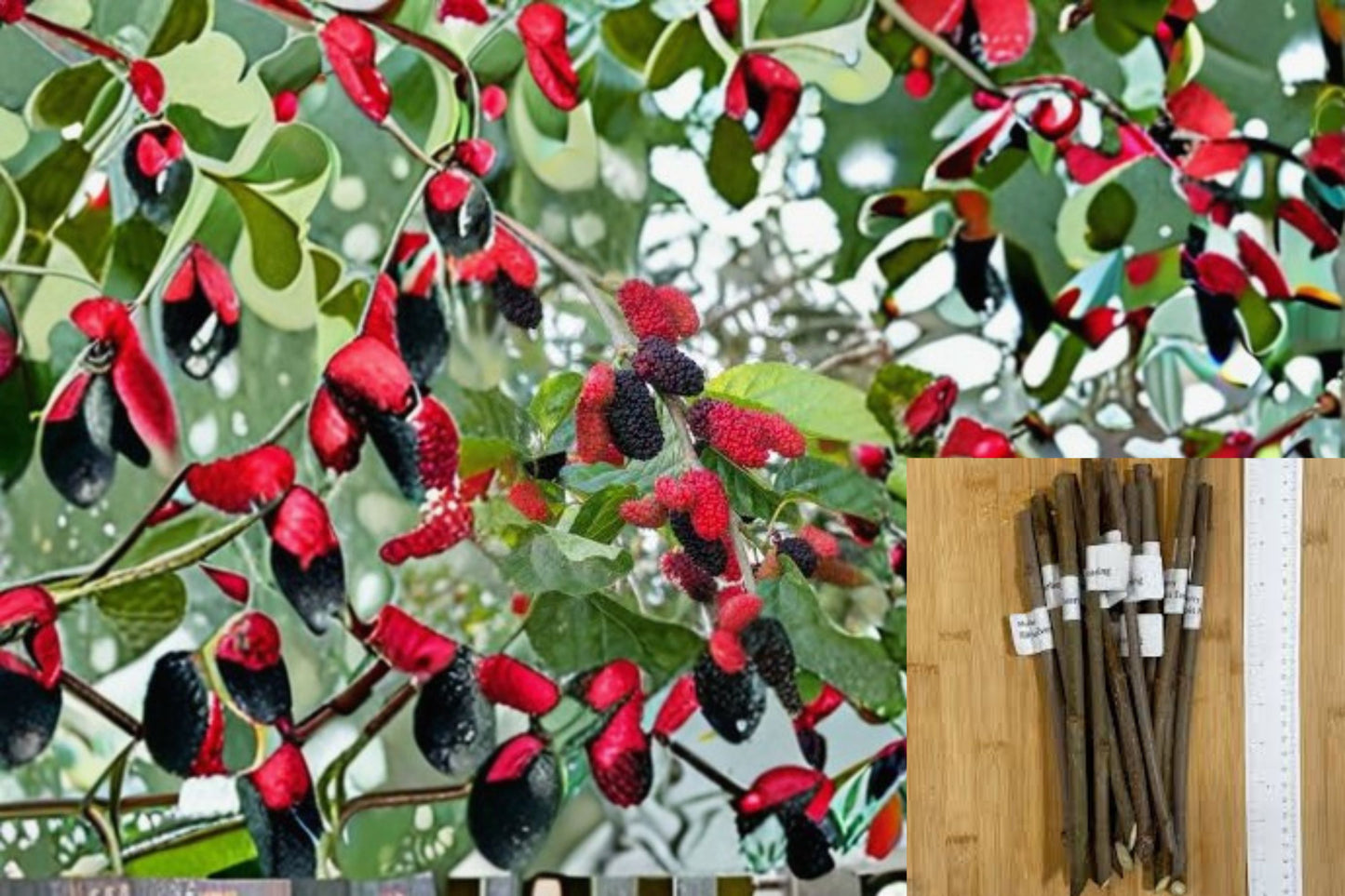 Illinois Everbearing Mulberry 8 Cuttings – Morus alba × rubra