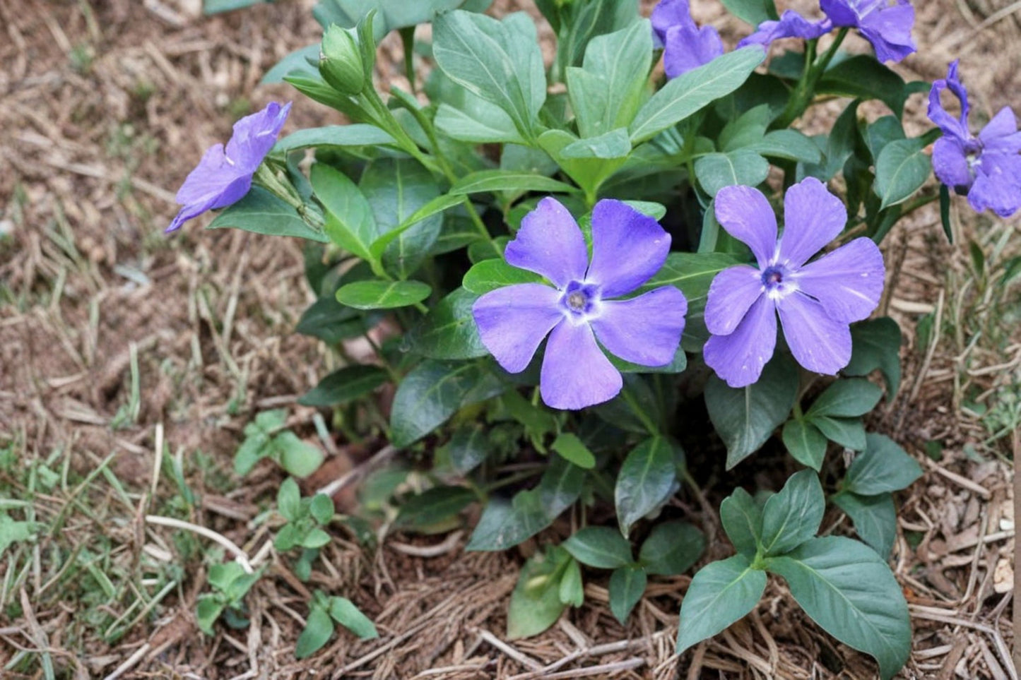 12 Periwinkle Live Rooted Starter Plants – Vinca Minor – Creeping Perennial Ground Cover