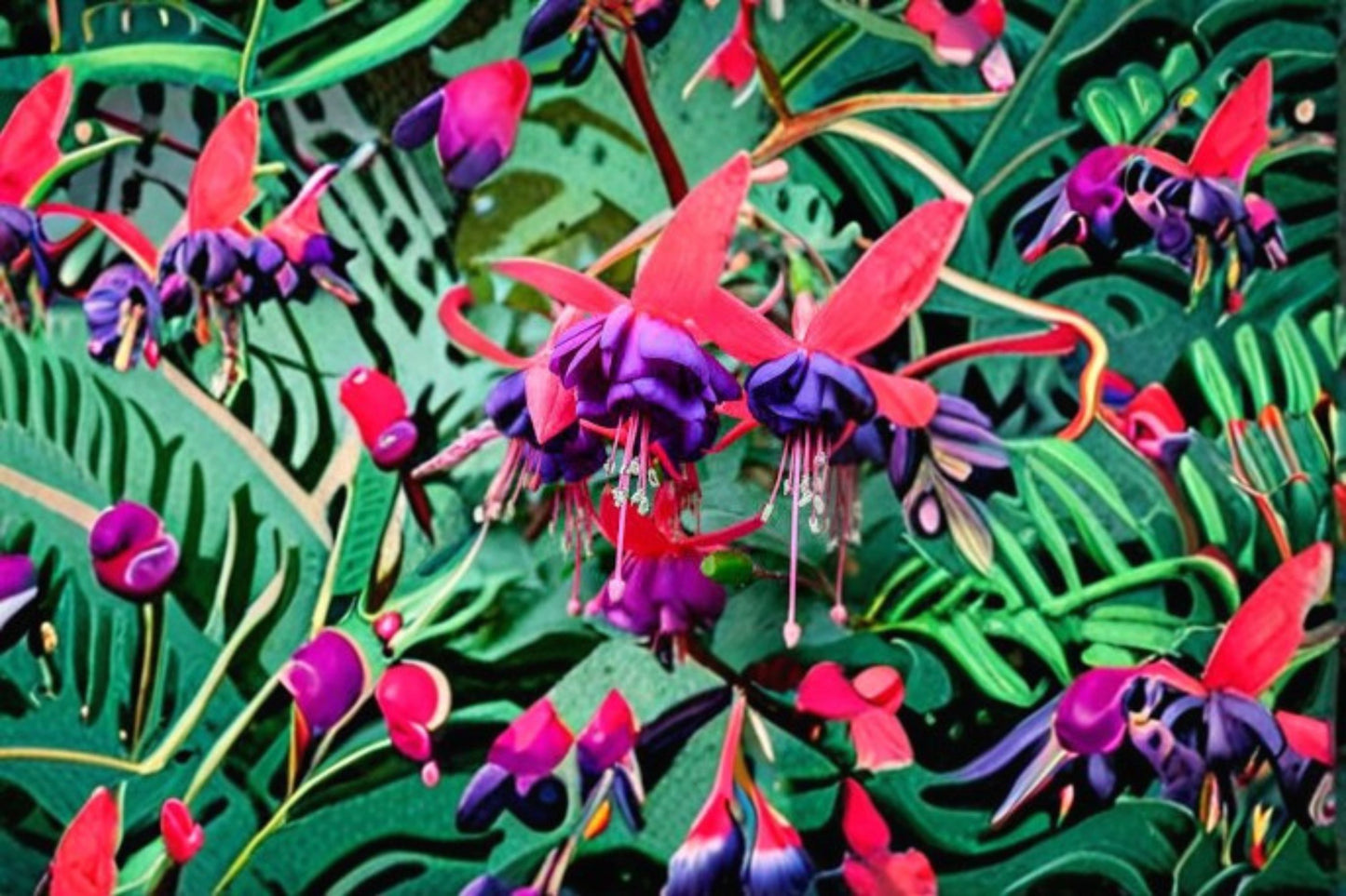 Blue Eyed Fuchsia Live Plant – 5" Pot – Hanging Basket Flowering Plant – Fuchsia Hybrid
