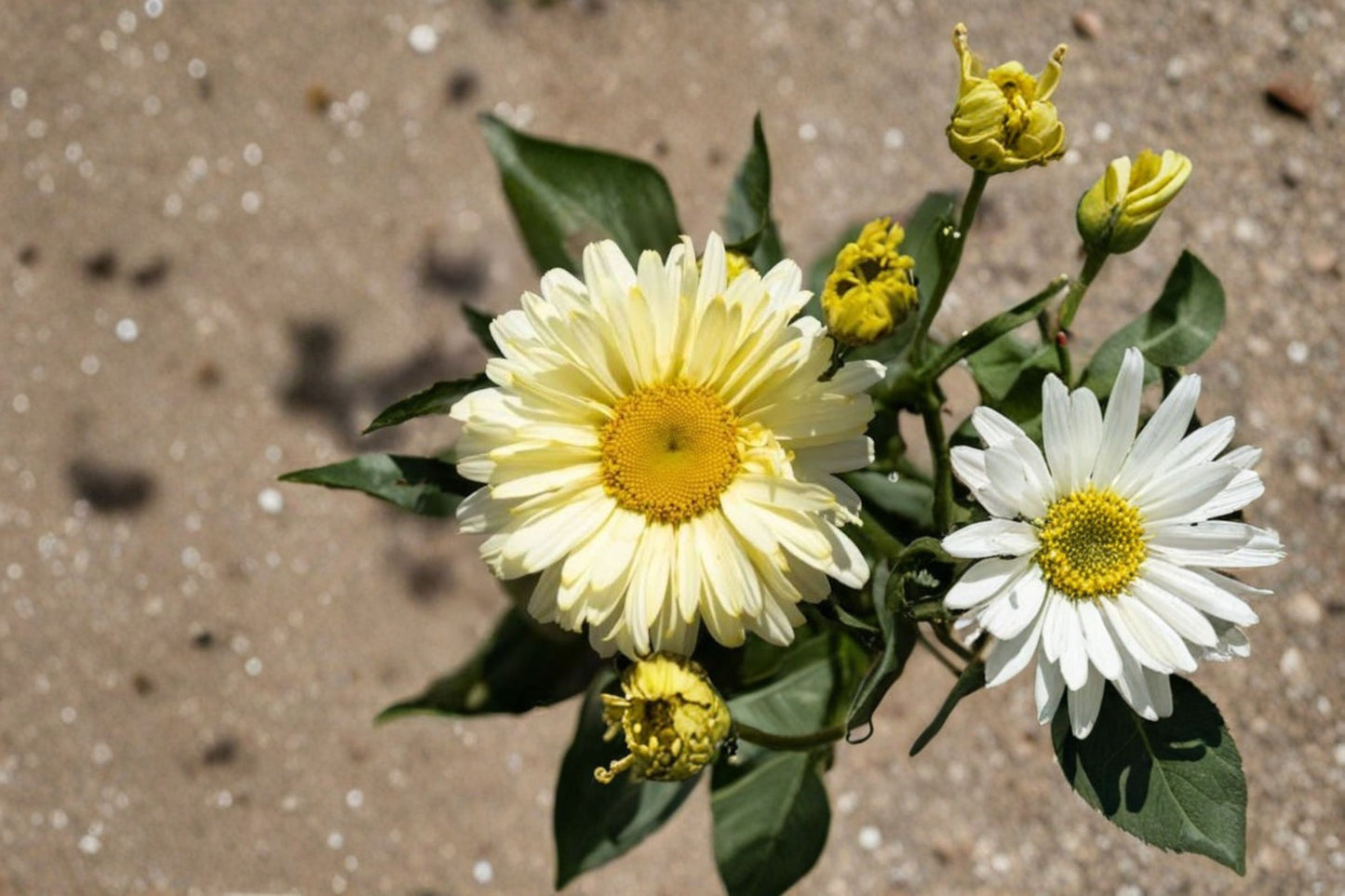 Banana Cream Daisy Live Plants – 3 Perennial Plants – Soft Creamy Yellow Blooms
