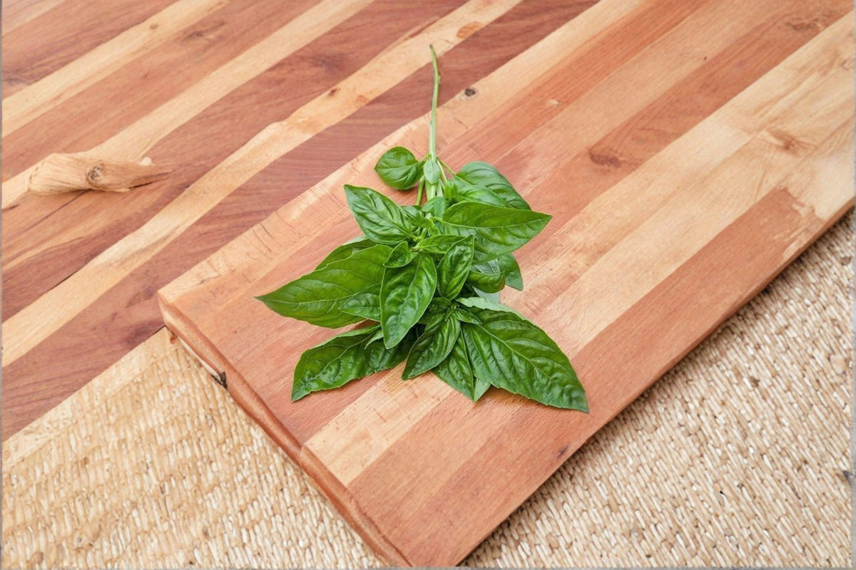 Italian Basil Live Cutting | Culinary Basil Herb Plant | Fresh Basil Cutting | Pesto Garden Plant | Edible Herb | Container Garden