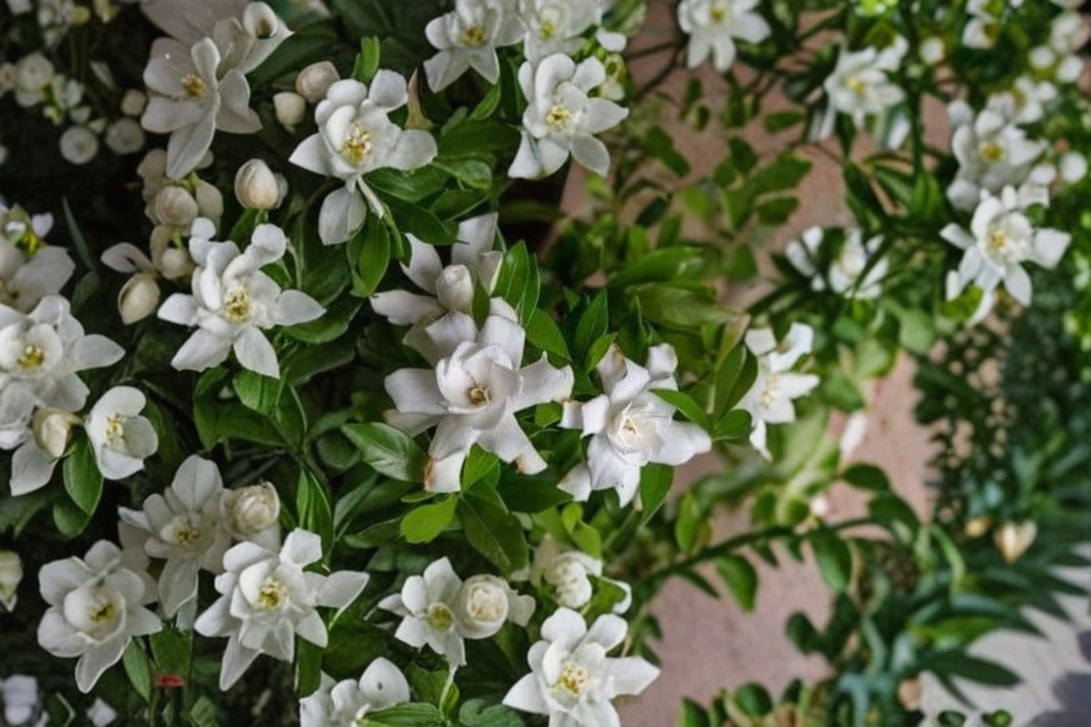 Southern Heirloom Gardenia Cuttings | 8 Fresh Unrooted Gardenia Cuttings | Southern Gardenia Bush | Fragrant Flowering Shrub | Plant Propagation