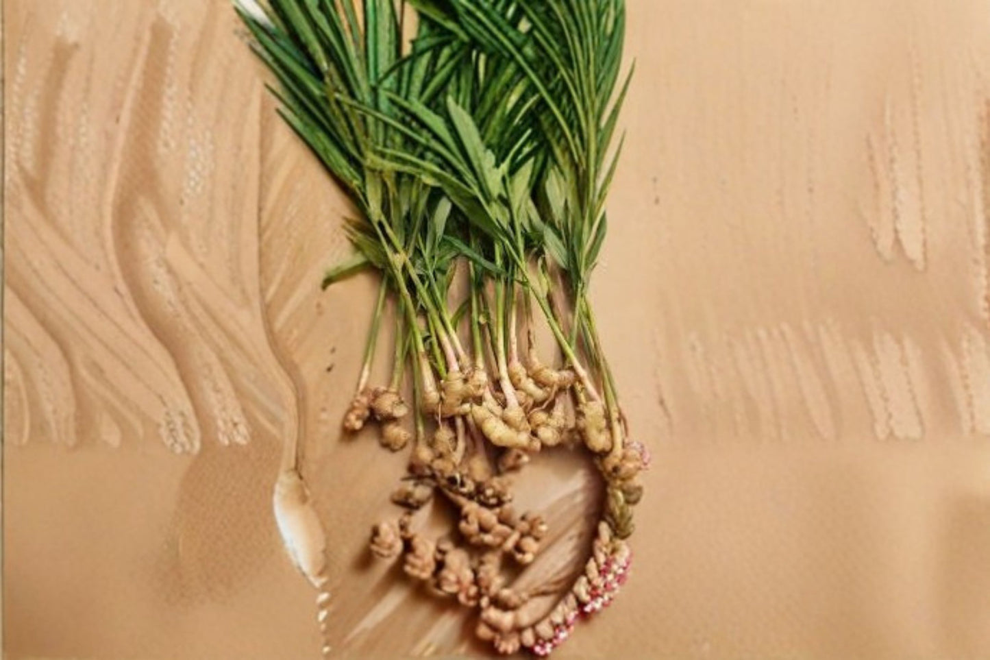 Ginger Live Starter Plant – Zingiber officinale