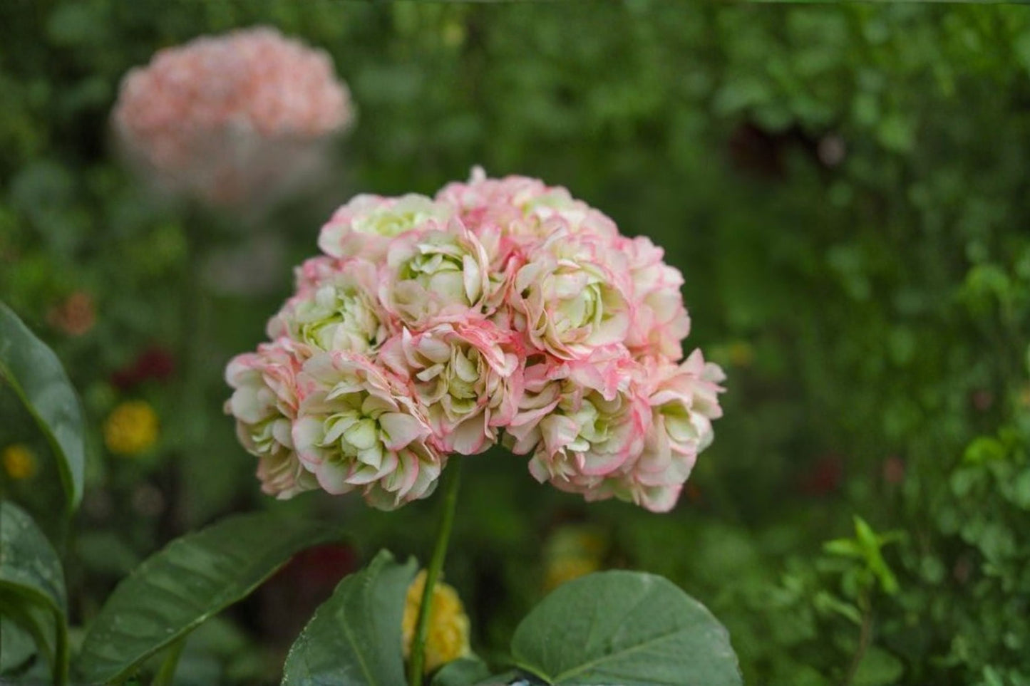 Apple Blossom Rosebud Pelargonium Live Plant – 4" Pot – Rooted Starter – Pelargonium × hortorum