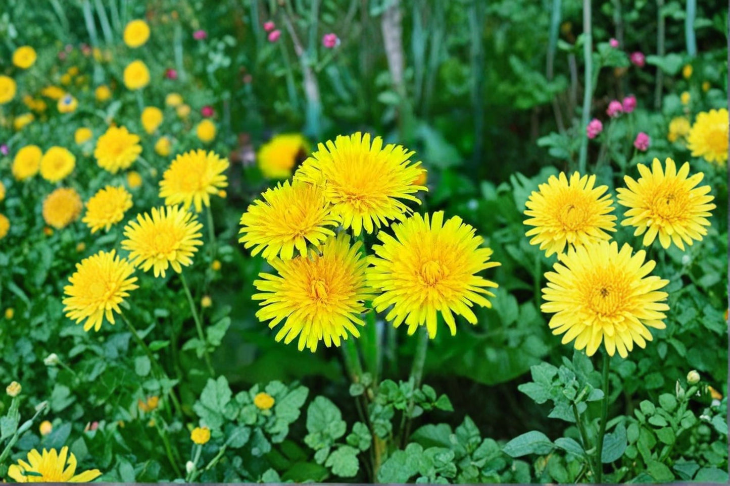 Dandelion Live Plant – 3–6" Tall – 4" Pot – Taraxacum officinale