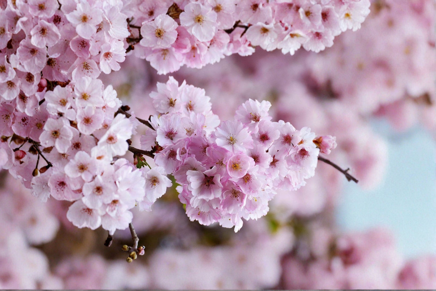 Pink Japanese Weeping Cherry Tree Live Rooted Plant – 6–8 Inches Tall – Prunus subhirtella