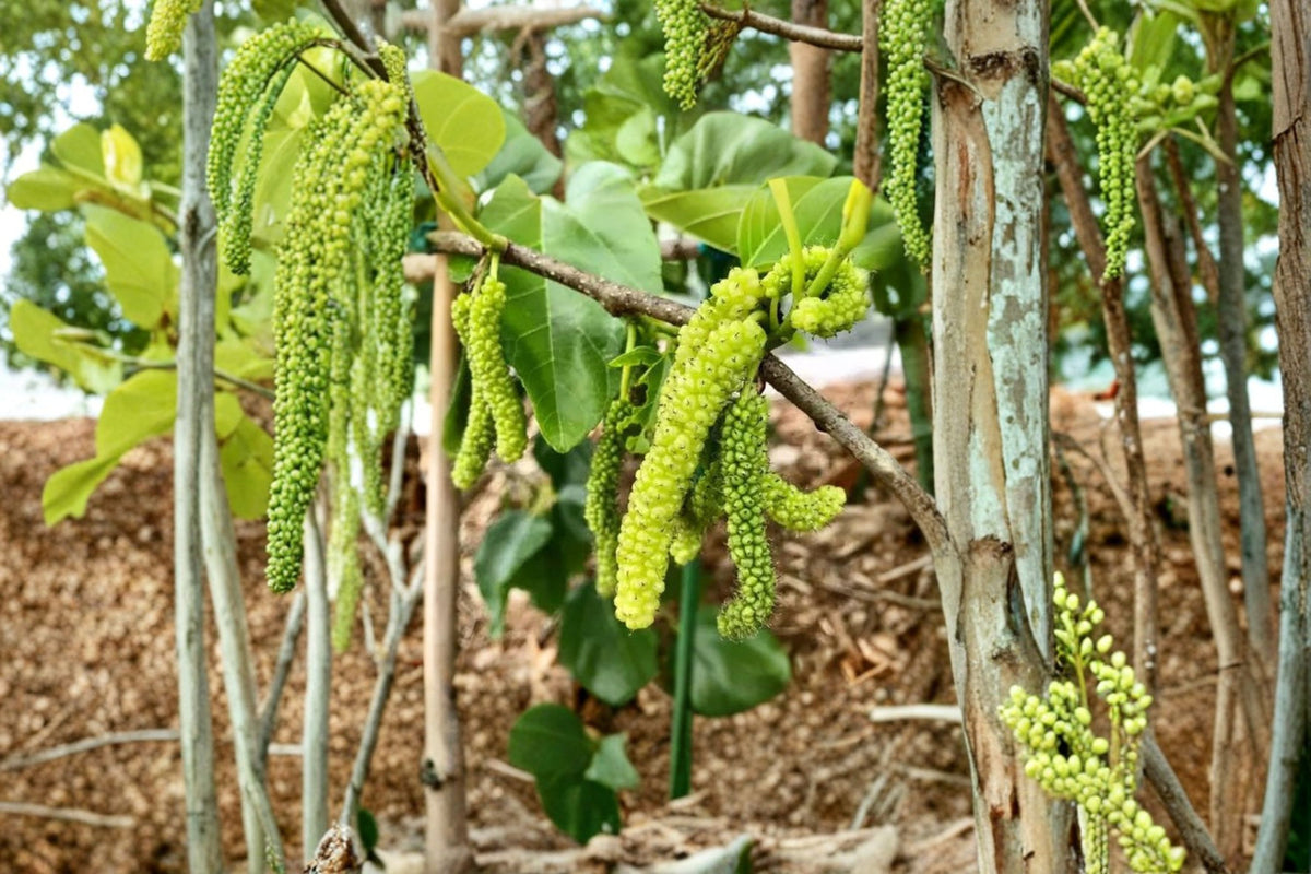 5 Pakistan White Mulberry Cuttings | Fresh 4 Inch Mulberry Cuttings | Mulberry Tree Propagation | Rooting or Grafting | Live Cuttings
