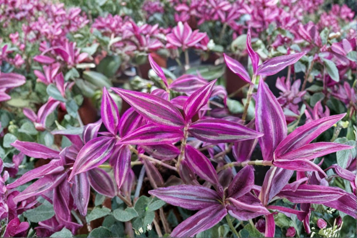 5 Pink Wandering Jew Live Cuttings | Tradescantia Plant Cuttings | 8+ Inch Live Cuttings | Pink Foliage Plant | Trailing Houseplant