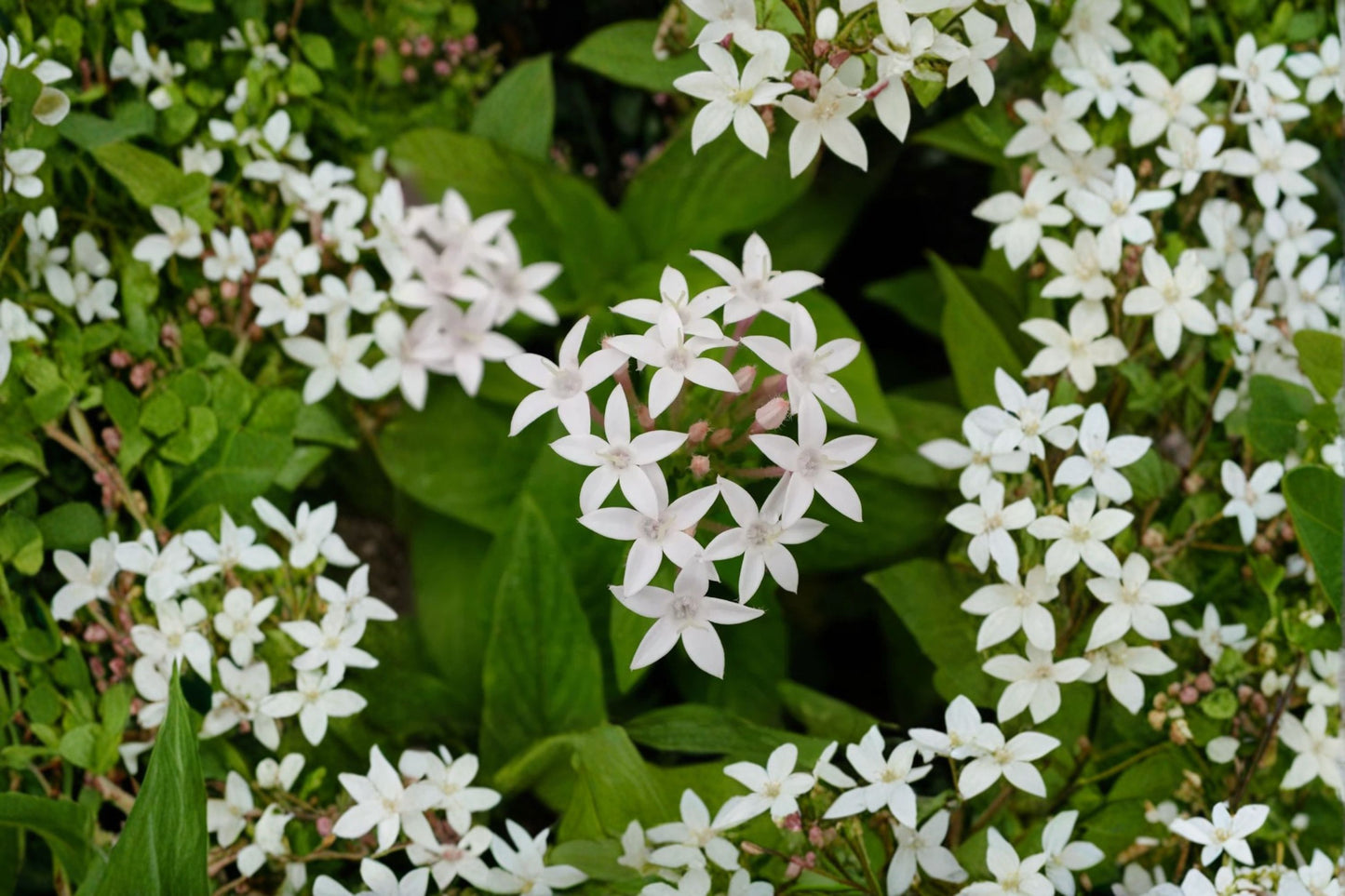 2 White Pentas Live Plants – 4–6" Tall – No Pot – Pentas lanceolata