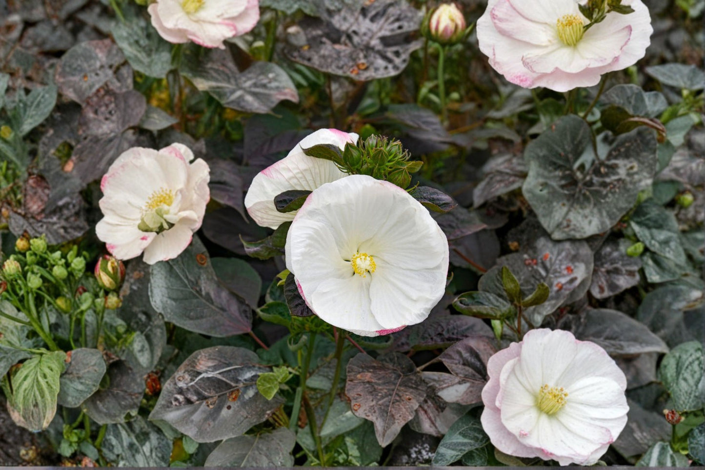 Summerific® Cookies & Cream Hardy Hibiscus Live Plant – 2.5" Pot – Hibiscus moscheutos 'Cookies & Cream'