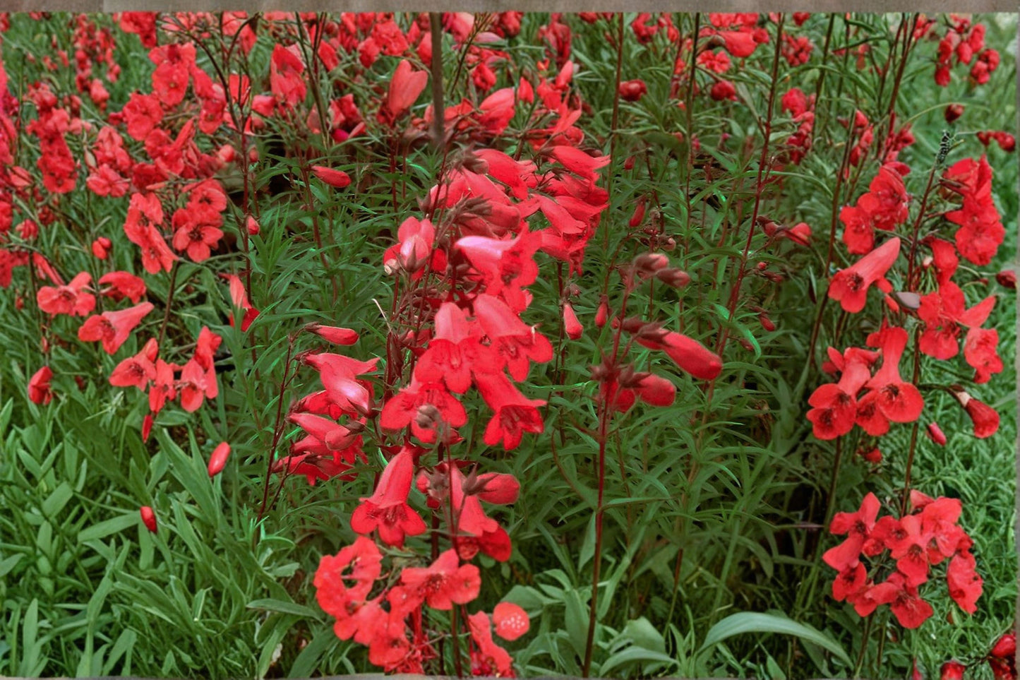 Rock Penstemon 1 Gallon Live Plant – Fully Rooted – Penstemon baccharifolius – Cherry Red Blooms