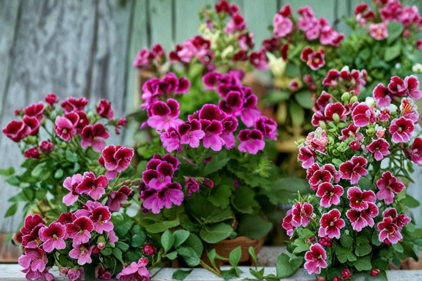 Purple Regal Geranium 6 Cuttings (6 Inch) – Pelargonium × domesticum Fancy Pelargonium