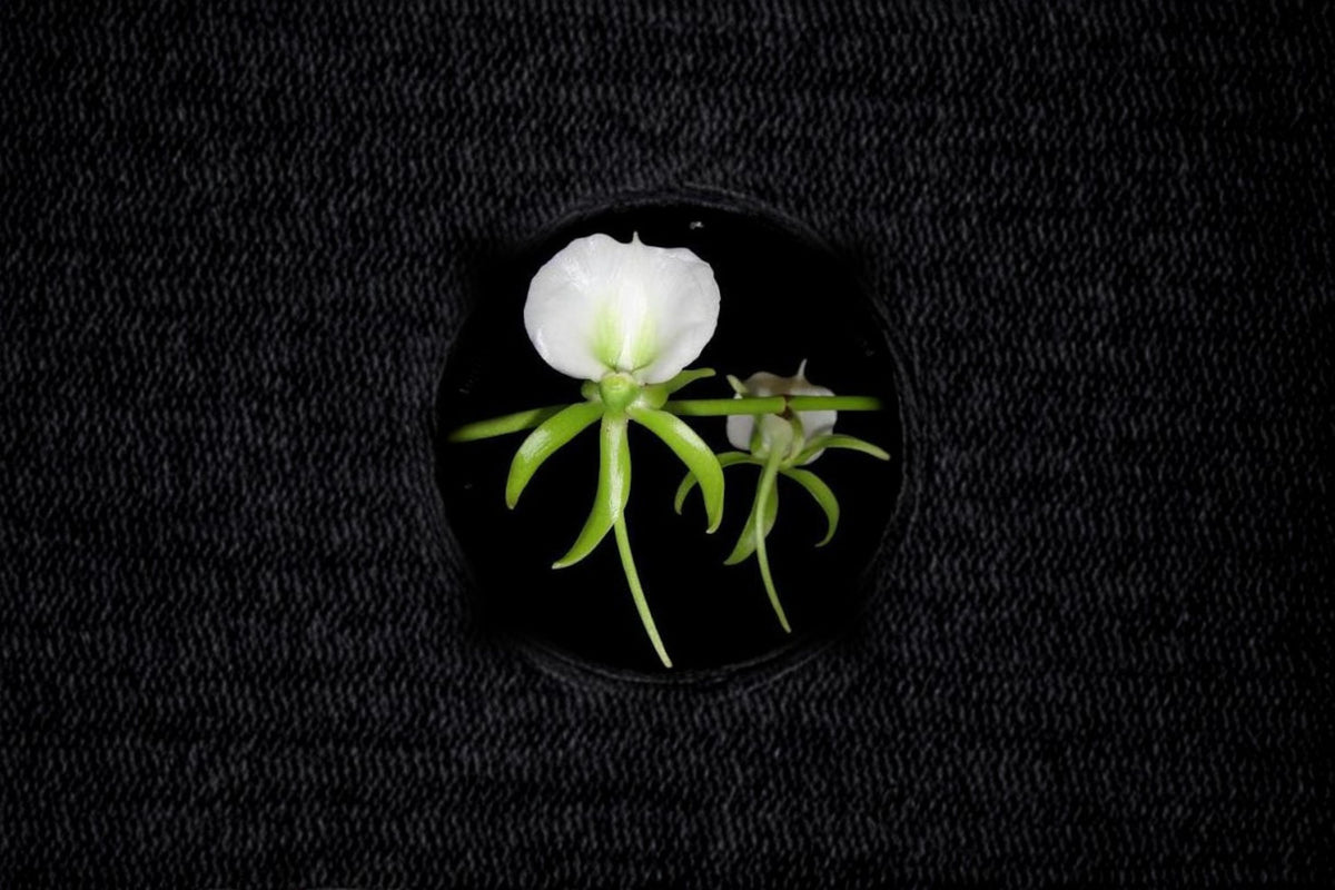 Angraecum eburneum Orchid Live Plant | White Fragrant Orchid | 6 Inch Pot | Tropical Orchid Plant | Rare Orchid | Live Flowering Orchid
