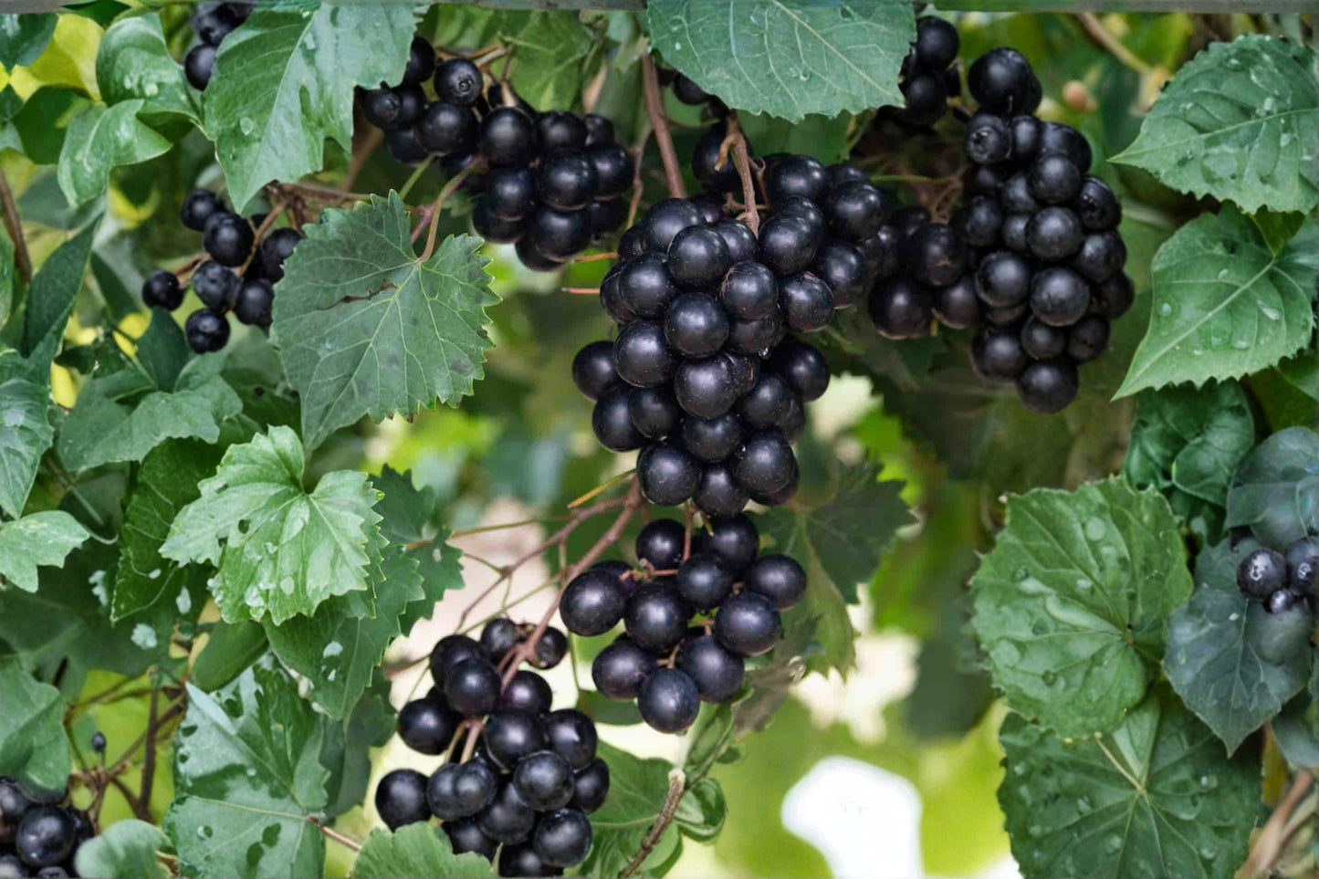 Southern Home Muscadine Grape Live Starter Plug (3–4 Inches) – Vitis rotundifolia 'Southern Home'