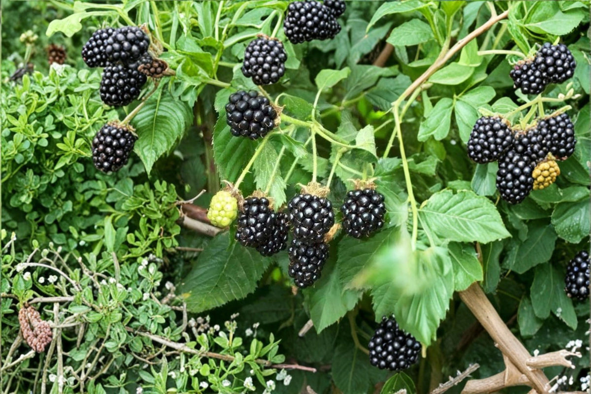 5 Sawtooth Blackberry Live Plants | Rooted Blackberry Starters | Blackberry Fruit Plants | Berry Garden Plants | Live Rooted Plants
