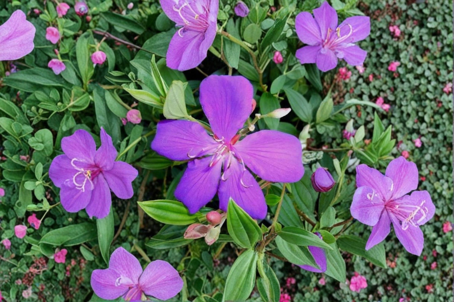 Ecuador Purple Princess Glory Bush Live Plant – 2–8" Tall – Tibouchina lepidota