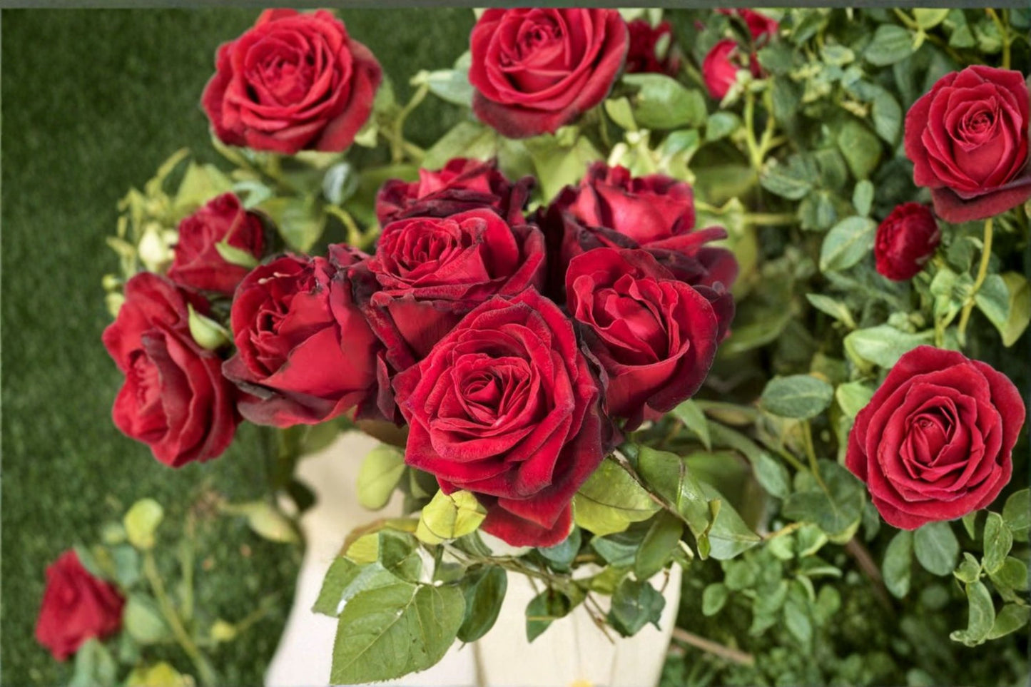 Taboo Hybrid Tea Rose Live Plant – Own Root – 6" Pot – Deep Red Rosa 'Taboo'