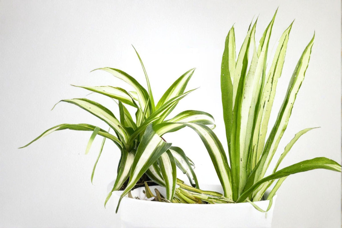 5 Variegated Spider Plant Pups | Chlorophytum comosum | Live Spider Plant Cuttings | Rooting Propagation | Easy Care Houseplant