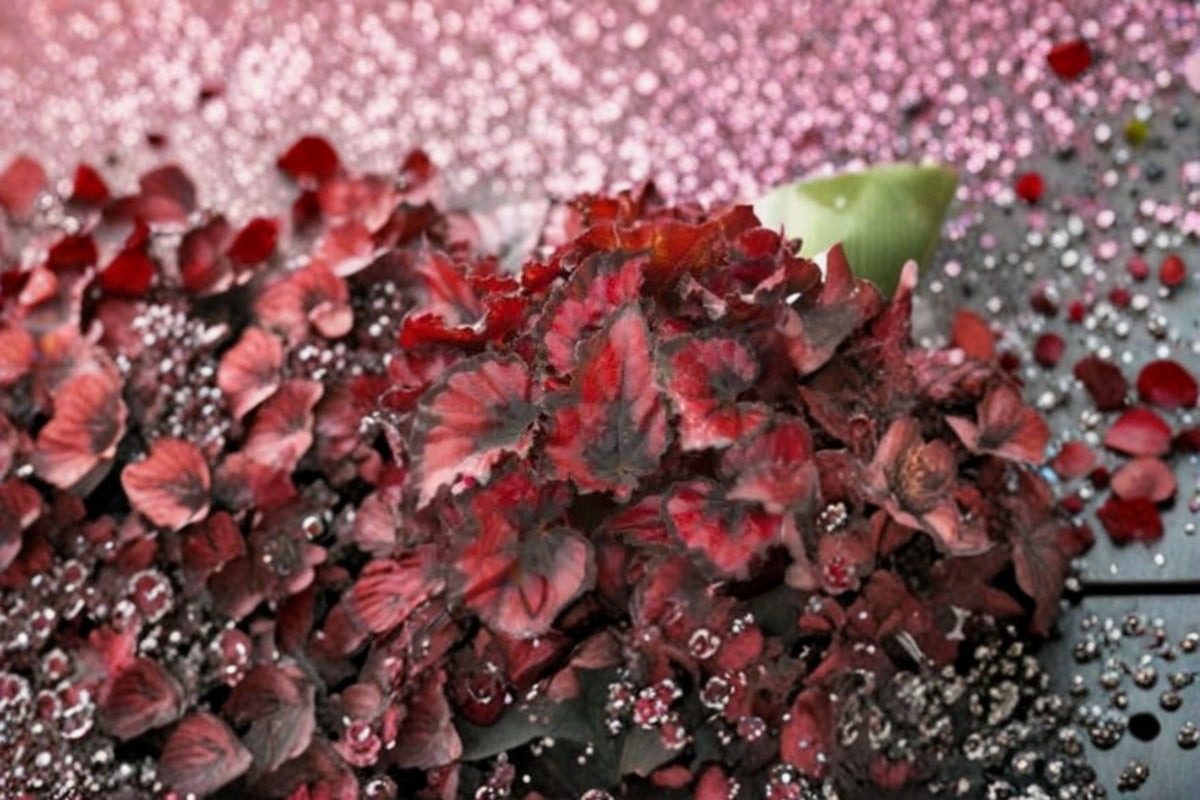 Begonia 'Red Robin' Live Plant | Red Foliage Begonia | 4 Inch Starter Plant | Ornamental Houseplant | Shade Loving Plant | No Pot