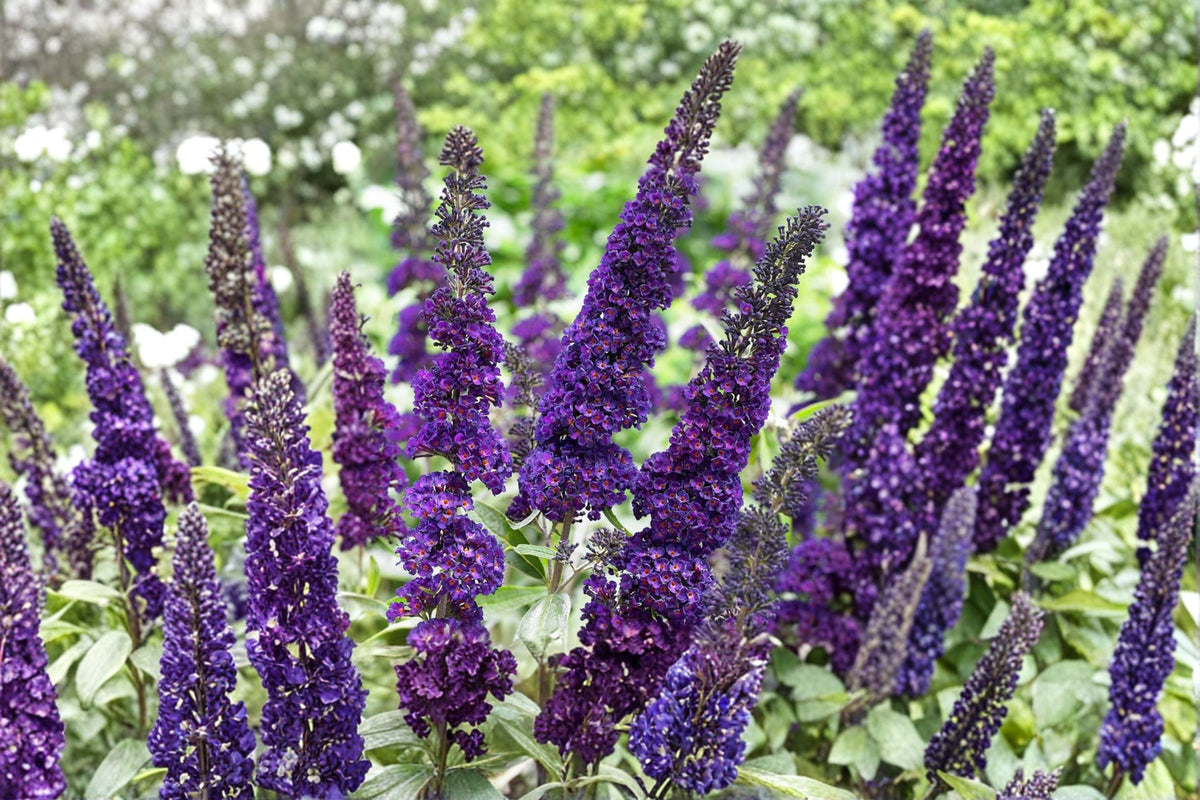 Black Knight Butterfly Bush Live Plant | Buddleja davidii | Fragrant Purple Flowering Shrub | Pollinator Garden Plant | Large Starter Plant