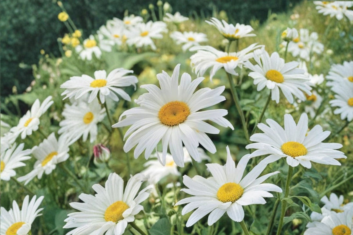6 Shasta Daisy Live Plants | Leucanthemum Perennial | 3-Year-Old Bare Root Plants | White Daisy Flowers | Garden Starter Plants