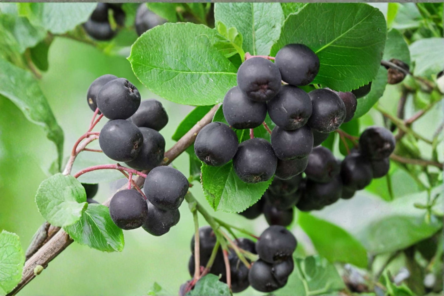 Black Chokeberry Live Plant – 1–2 Ft Tall – Ornamental Fruit Shrub – Aronia melanocarpa