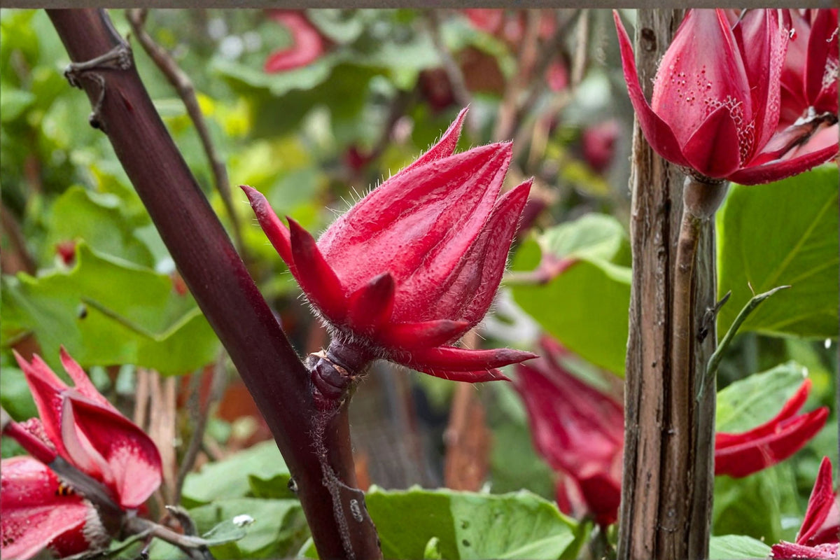 Hibiscus Sabdariffa Live Plant | Red Roselle Bush | Jamaican Sorrel Plant | 4 Inch Pot | Roselle Hibiscus Herb | Tropical Garden Plant