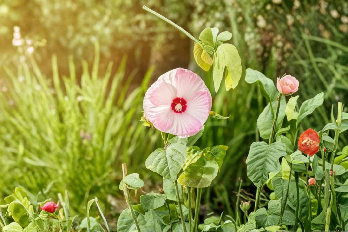 Hardy Hibiscus 'Luna Pink Swirl' Live Starter Plant – Hibiscus moscheutos