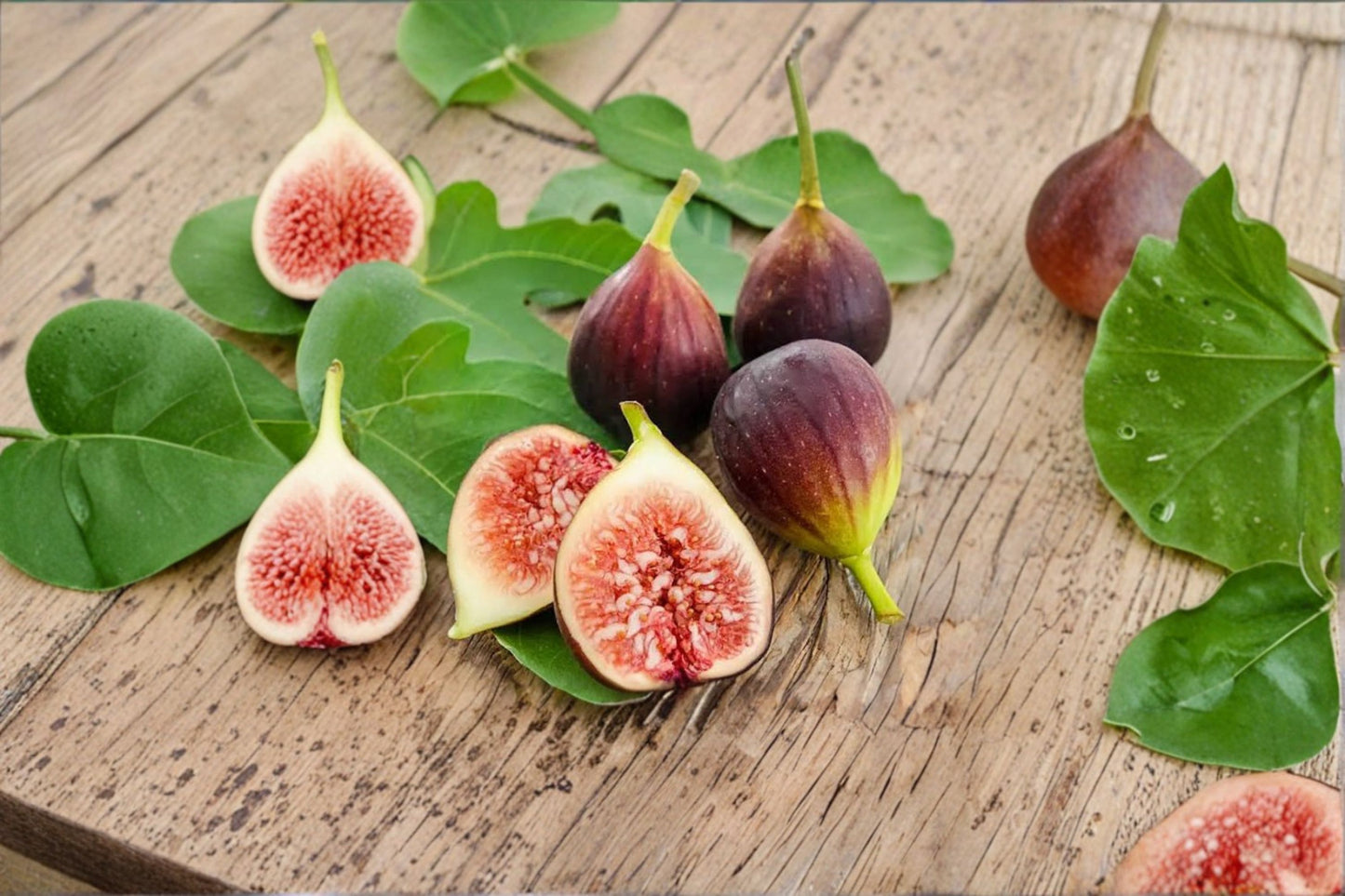 Brown Turkey Fig Tree Live Rooted Starter Plant (4–6 Inches) – Ficus carica