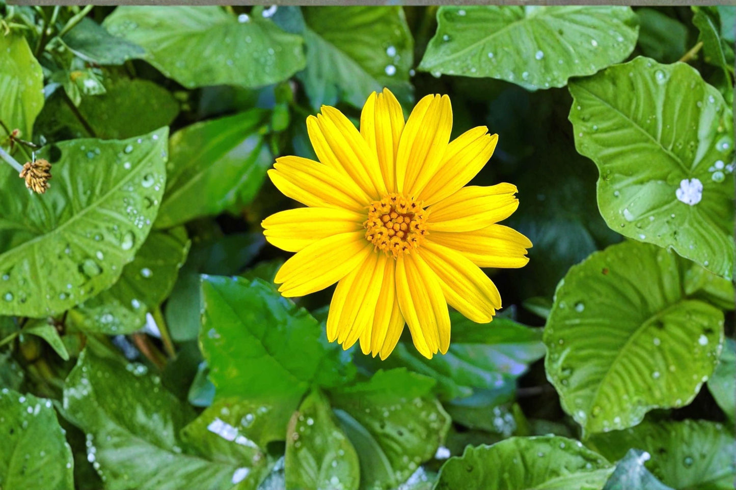 4 Singapore Daisy Live Rooted Plants – 6" Tall – Bare Root – Wedelia Creeping Daisy