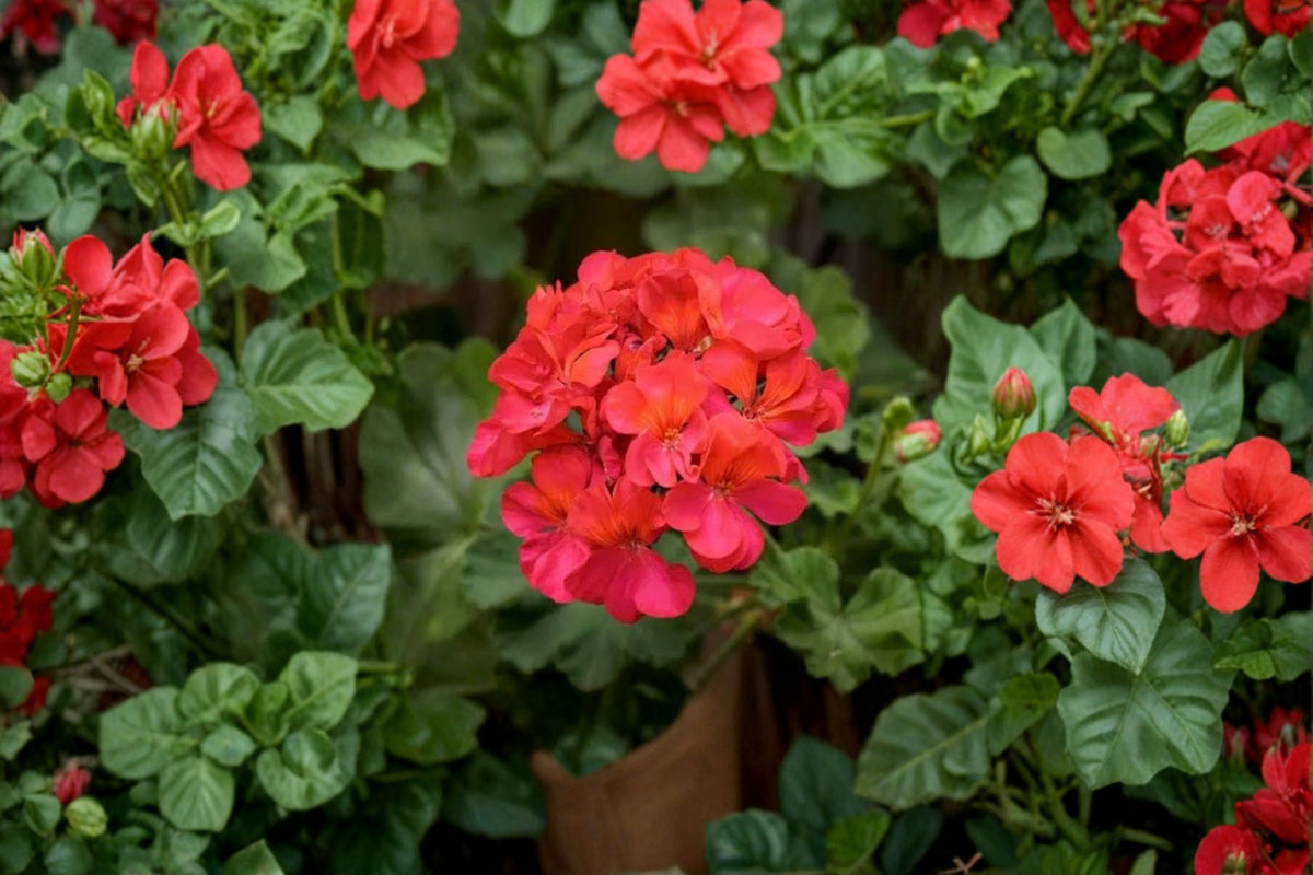 5 Fragrant Geranium Cuttings | Red Orange Flower Geranium | 6 Inch Fresh Live Cuttings | Geranium Plant Propagation | Flowering Cuttings
