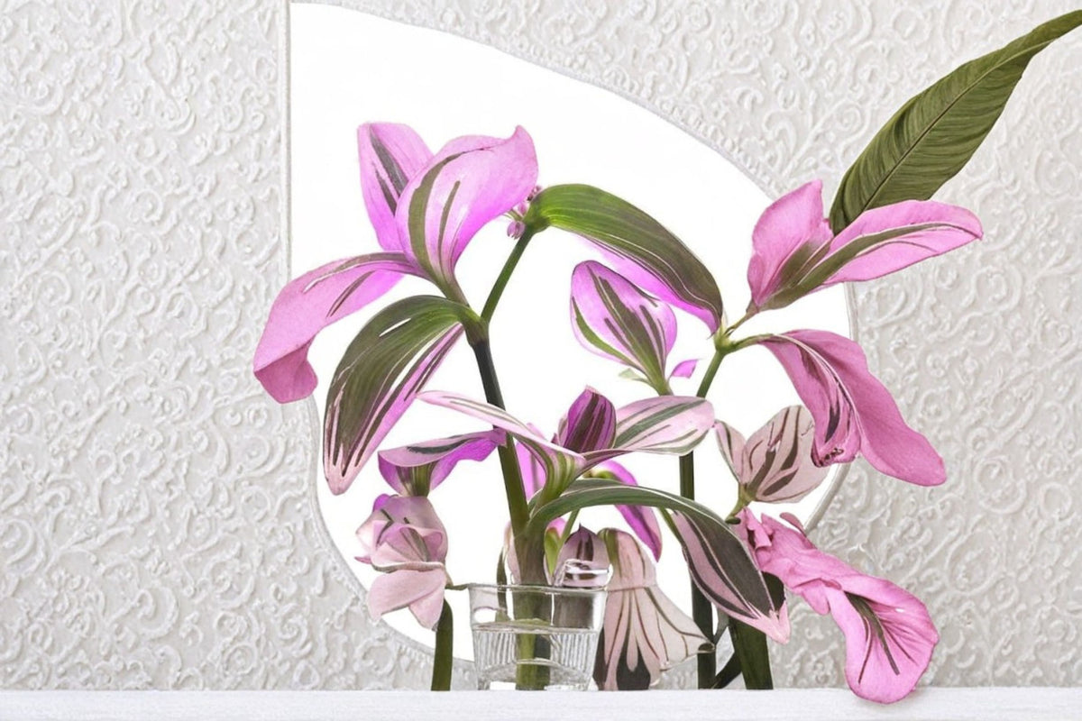 5 Tradescantia Nanouk Live Cuttings | Pink Wandering Jew | 4-8 Inch Large Cuttings | Pink Variegated Tradescantia | Live Plant Propagation