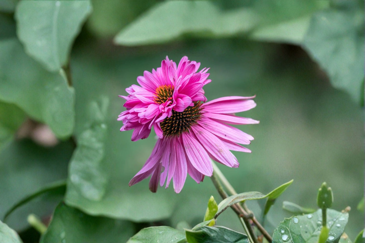 Double Decker Coneflower Live Plant – 6+" Tall – Echinacea purpurea Perennial