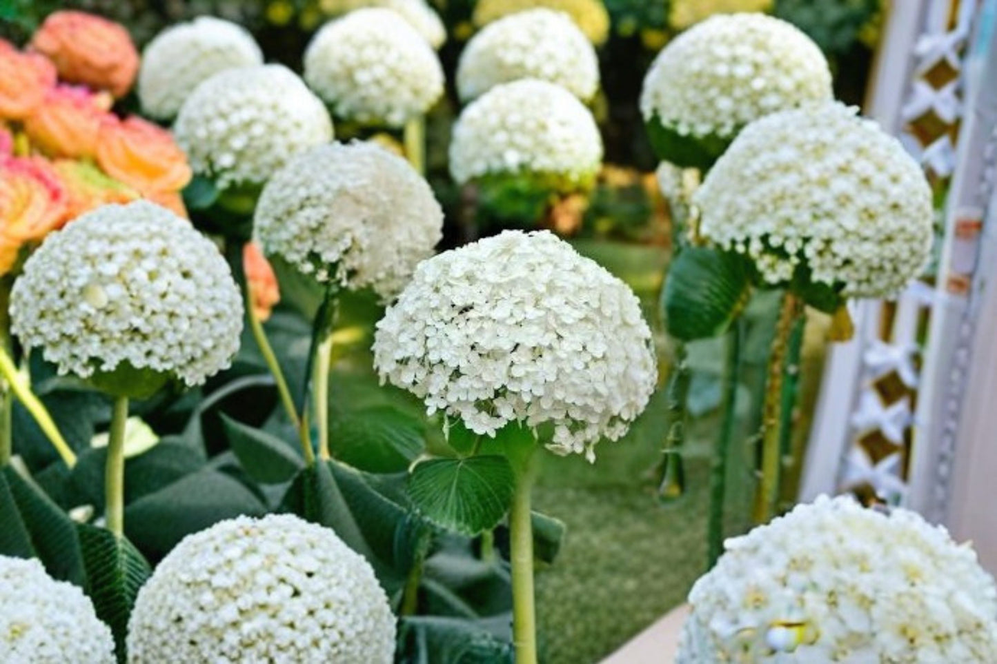 Annabelle Smooth Hydrangea Live Plant – 1 QT Pot – Hydrangea arborescens 'Annabelle'