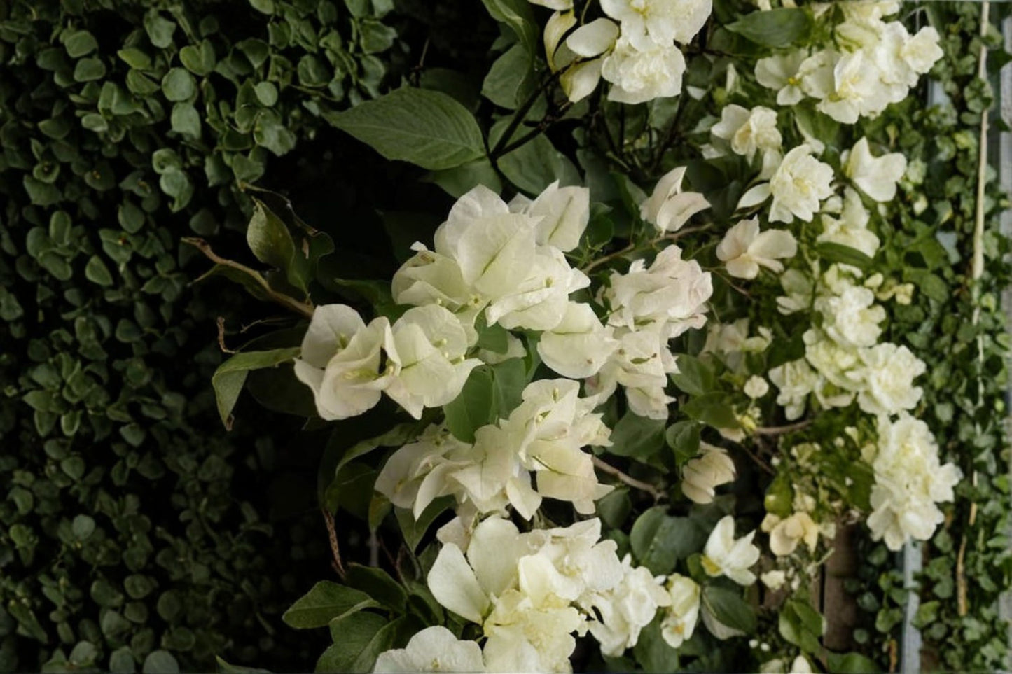 Vera White Bougainvillea Live Starter Plant – Well Rooted Plug – Bougainvillea 'Vera White'