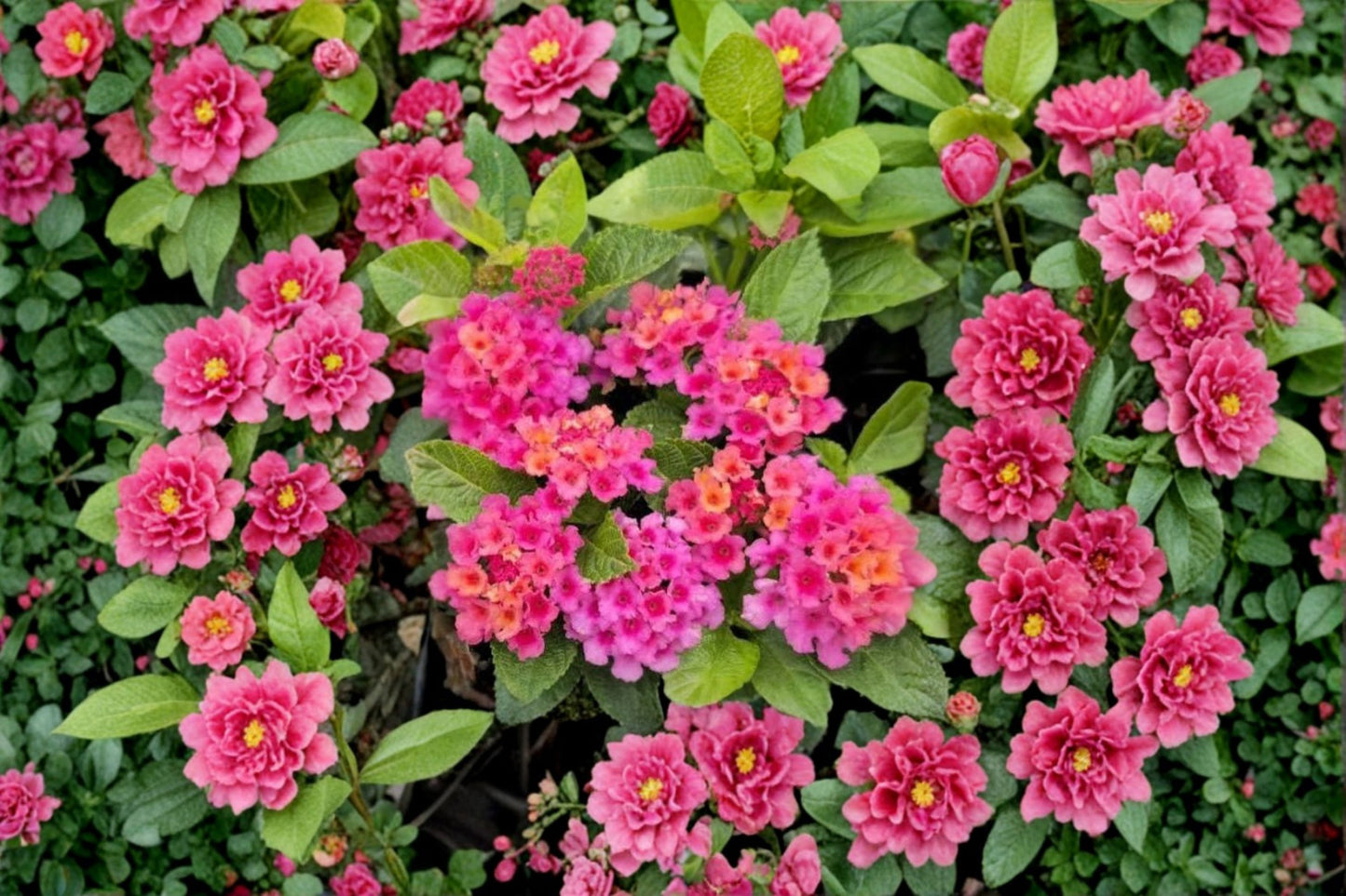 Pink Lantana Live Plants – 2 Pack – 4–6" Tall – Flowering Ornamental Plants
