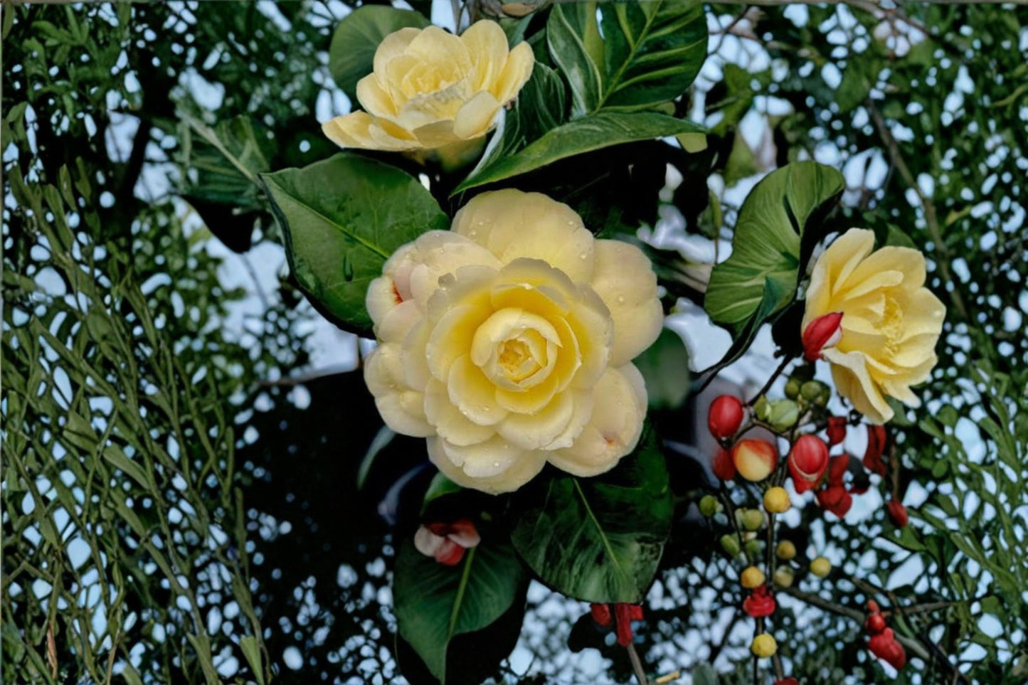 Lemon Glow Camellia Japonica Live Starter Plant – Camellia japonica 'Lemon Glow'