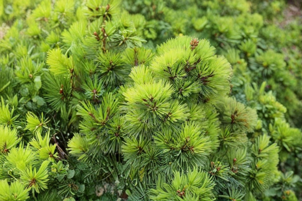 Eastern White Pine Live Tree | Pinus strobus | 6-12 Inch Starter Tree | Evergreen Pine Tree | Fast Growing Conifer | Zones 3-8