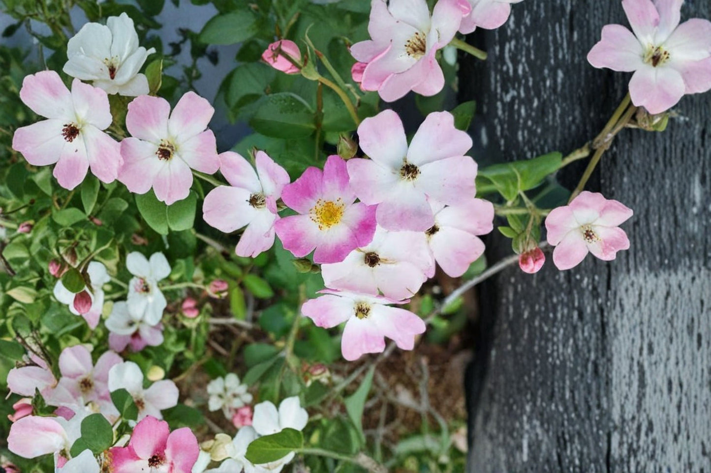 Heirloom Ballerina Rose Live Plant – 4" Pot – 8–12" Tall – Own Root Musk Rose