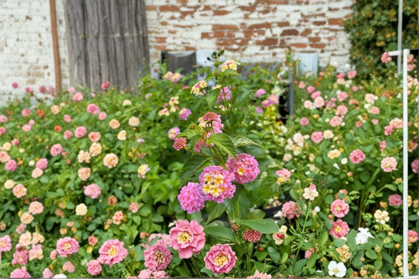 Live Lantana Starter Plant – Heat-Tolerant Flowering Perennial for Gardens & Containers