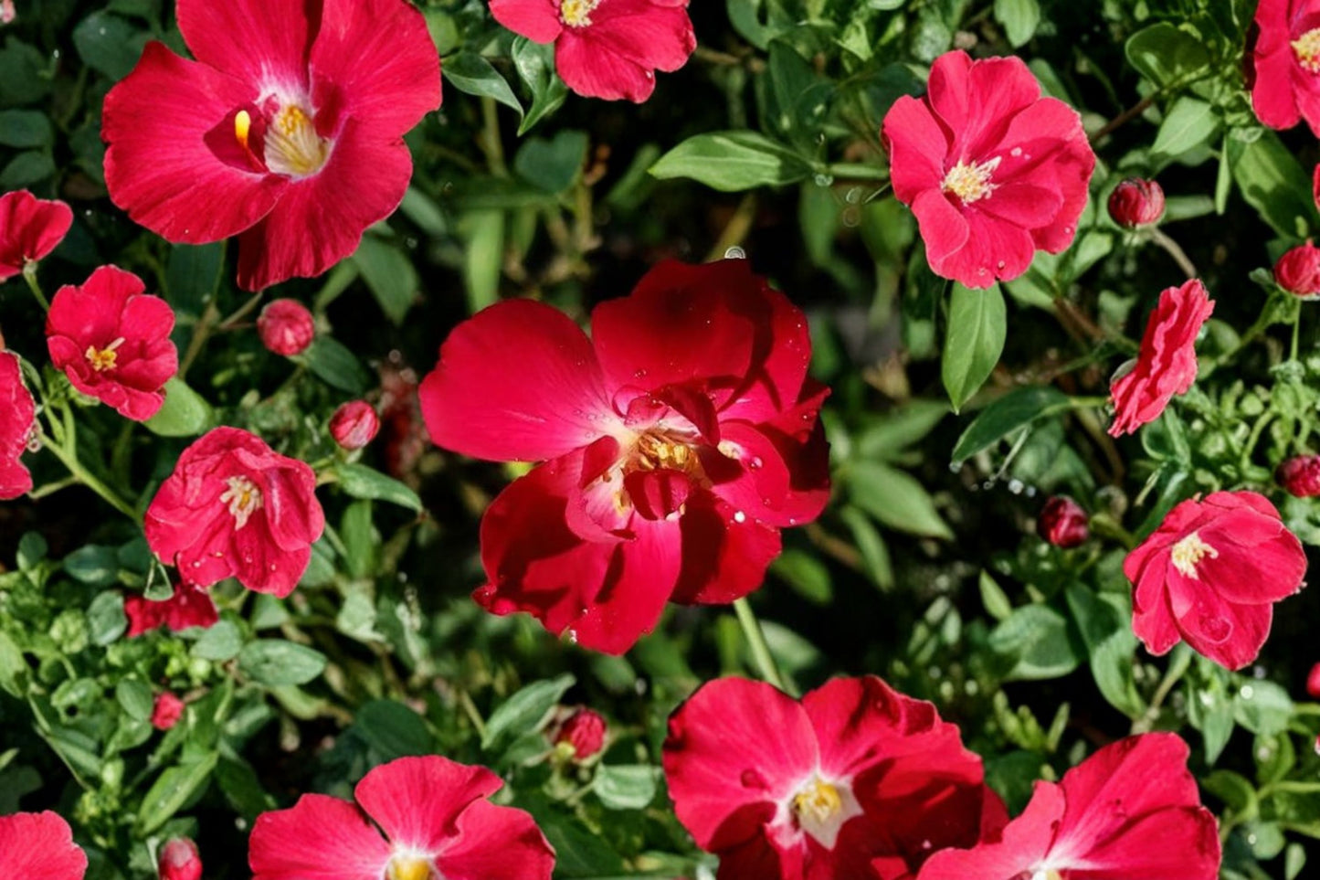 Martha Gonzales Rose Live Plant – 1 Gallon – Fully Rooted – Rosa 'Martha Gonzales'