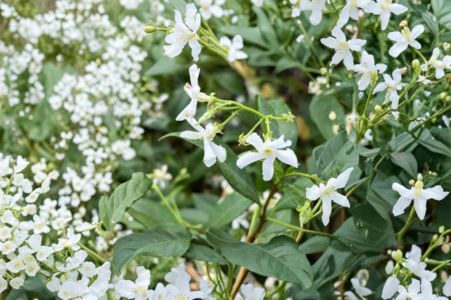 2 Confederate Star Jasmine Live Plants – 5–7" Tall – Fragrant Climbing Vine – Trachelospermum jasminoides