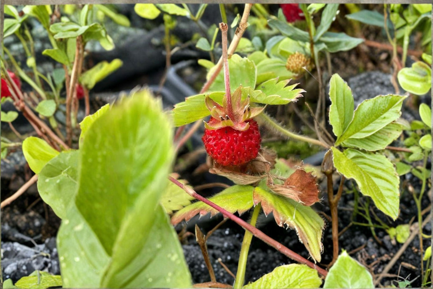 10 Wild Strawberry Rhizomes – Fragaria vesca – Perennial Ground Cover Plants
